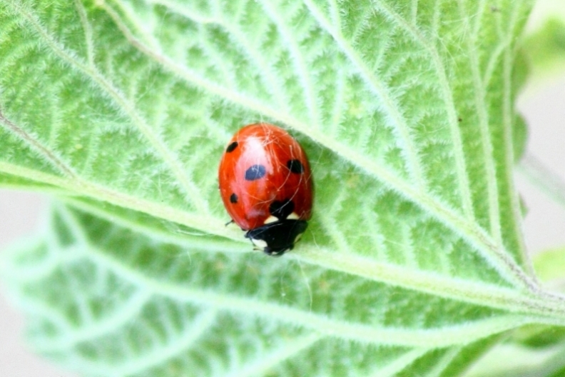 Coccinella septempunctata